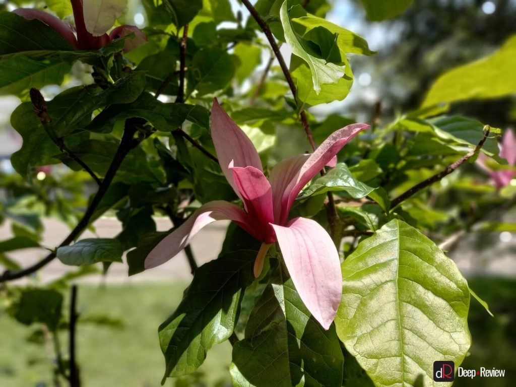 режим боке на galaxy a31