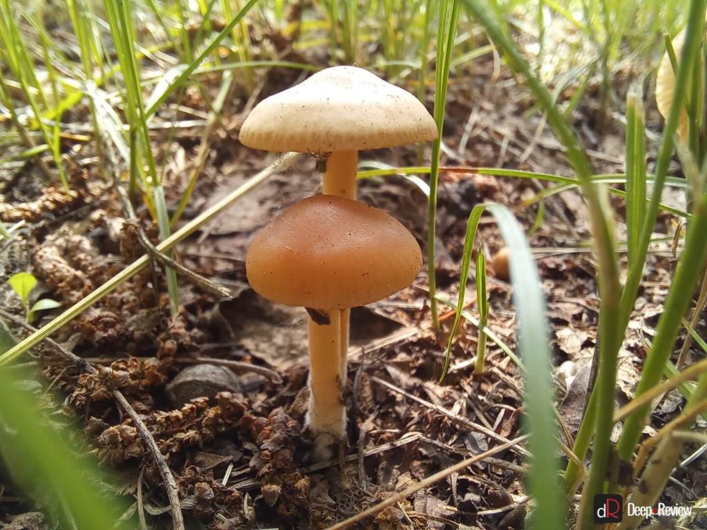 макро-снимок на galaxy a31